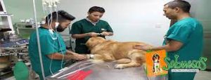 Centro Veterinario Sabuesos